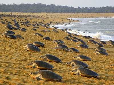 Andamantourpackages.com&nbsp;-&nbsp; Resources And Information.