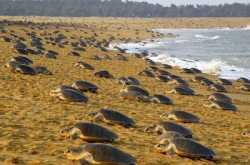 andamantourpackages.com&nbsp;-&nbsp; Resources and Information.