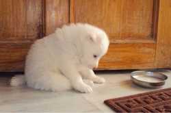 astonishing damsel days