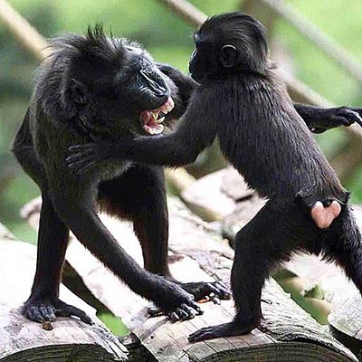 Avaaz.org Money Matters, According To Them