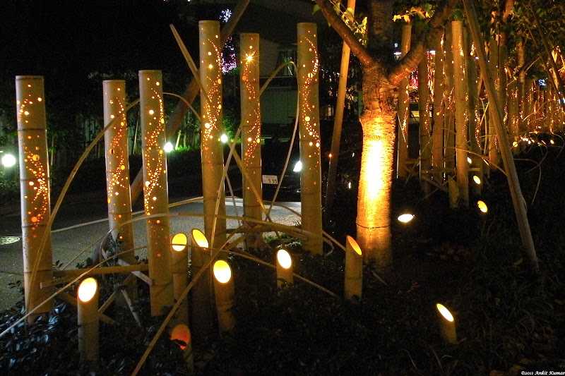 Bamboo Lights