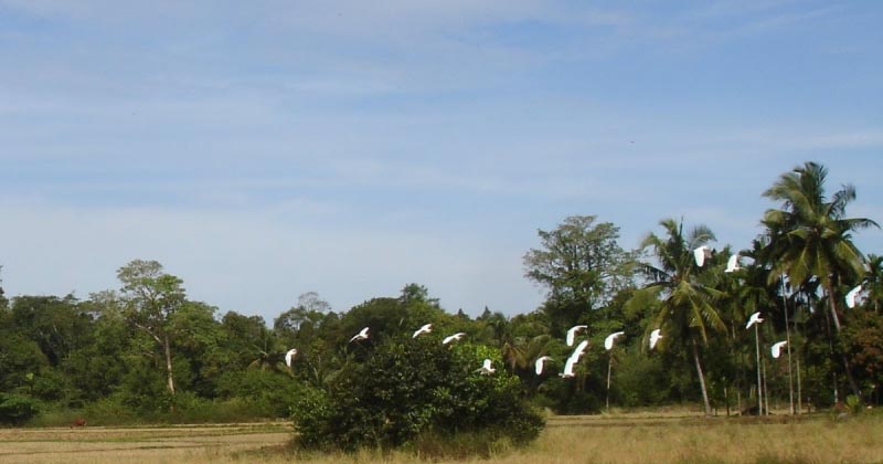Bbmp Election Info 2010
