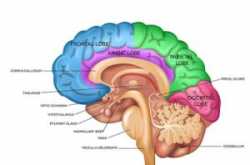 brain information in hindi दिमाग की सरंचना के बारे में कुछ जानकारियां