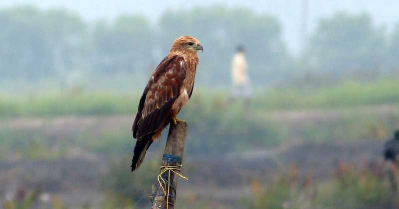Brown Kite - Photowalk At Kadamakudy 