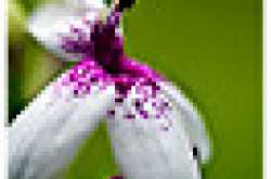 butterfly garden, pune