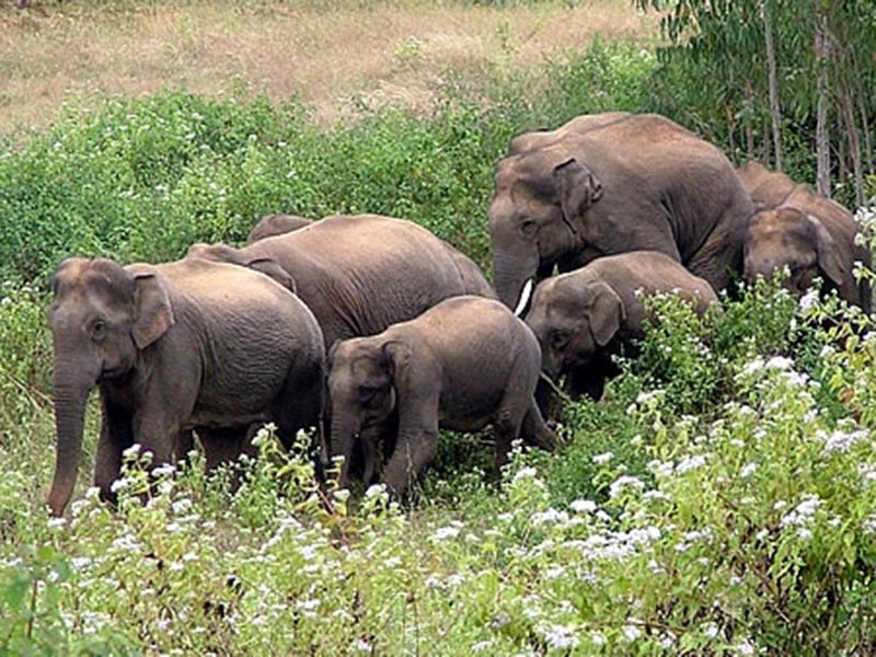 Ecosensorium.org&nbsp;-&nbspThis Website Is For Sale!&nbsp;-&nbsp Resources And Information.