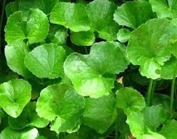 Ecosensorium.org&nbsp;-&nbspThis Website Is For Sale!&nbsp;-&nbsp Resources And Information.