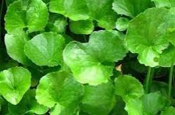 ecosensorium.org&nbsp;-&nbspthis website is for sale!&nbsp;-&nbsp resources and information.