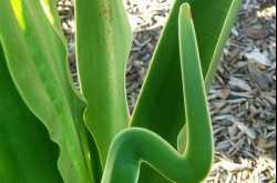 happy birthday to sekar !!!