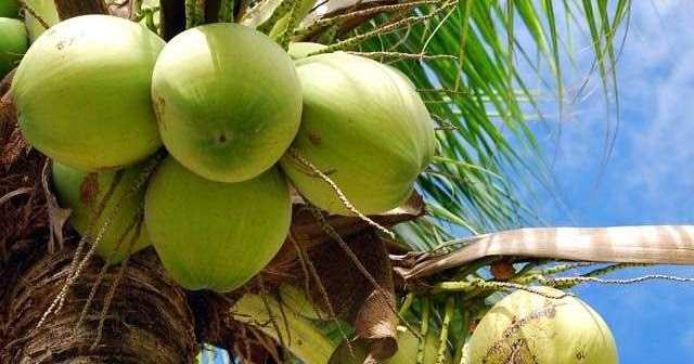 How Many Useful Coconut In Summer || Coconut Benefits