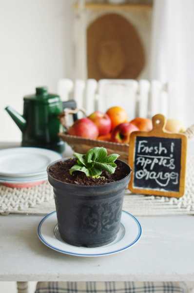 How To Grow Bokchoy At Home From Store Bought Bokchoy