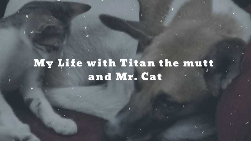 IExpress | My Life With Titan The Mutt And Mr. Cat | Nomadic Thunker