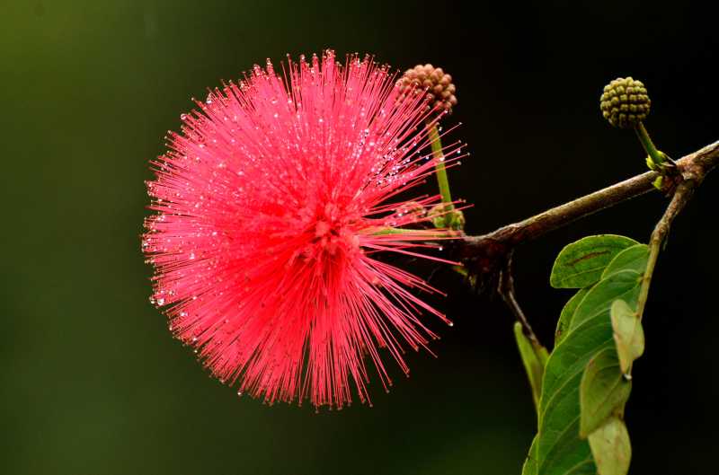 Munnar,kashmir Of Kerala,tea Gardens,eravikulam National Park