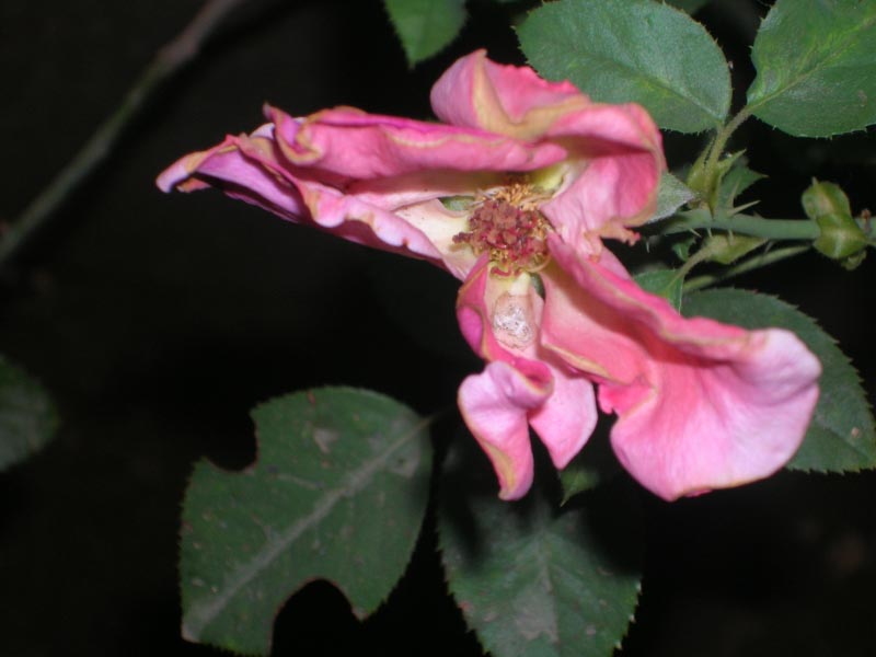 Of Bitten Leaves And Lives