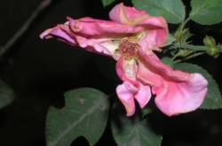 of bitten leaves and lives