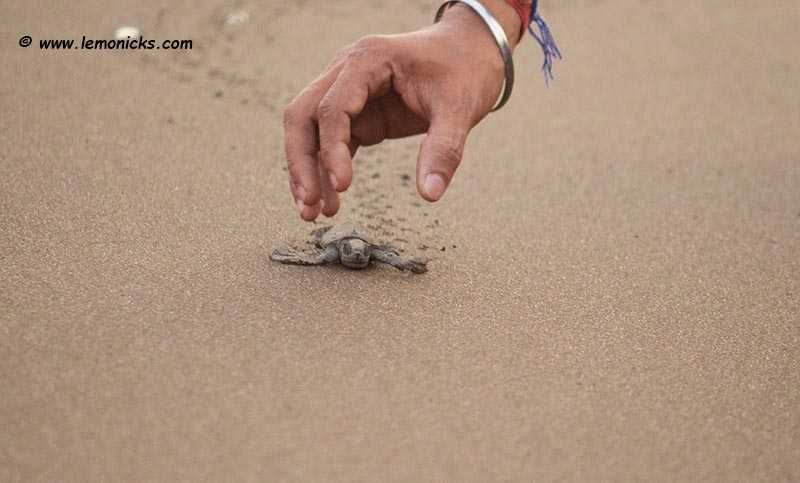 Olive Ridley Sea Turtles Velas Maharashtra | Turtle Festival | India | Lemonicks