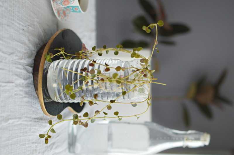 Recycled Plastic Bottle Planter That Looks Good And Saves Earth