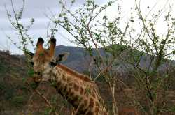 south africa 10: kruger and the big 5