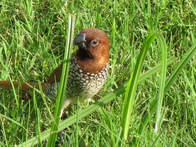 Spotted Munia