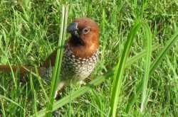 spotted munia