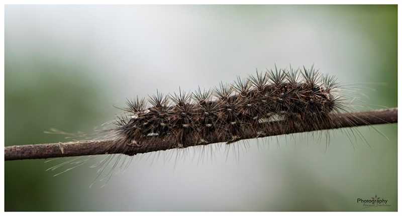 The Caterpiller ~ Photography | ഫോട്ടോഗ്രാഫി