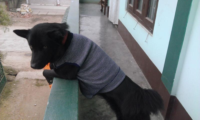 You Are My Cutest Pup