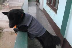 you are my cutest pup